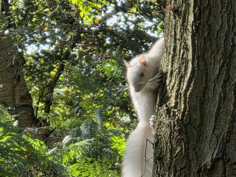Catching the sunlight on the side of the tree.