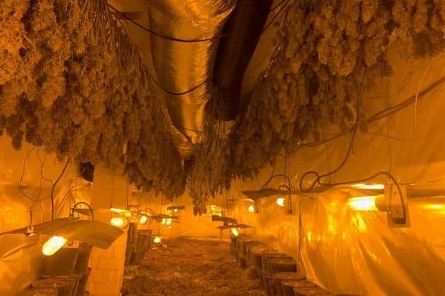 The cannabis 'grow' in Freiston has now been dismantled by police. Photo: Lincs Police