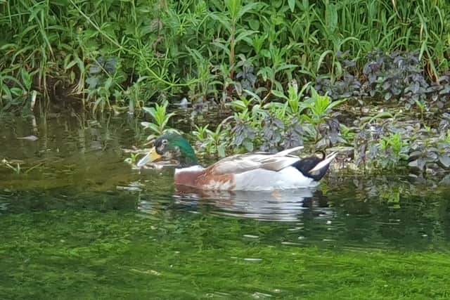 Where did this giant duck come from?