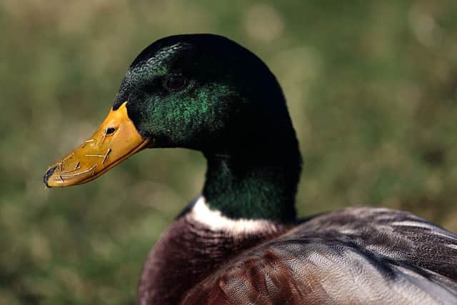 A number of ducks have been found shot dead and dumped, say Lincolnshire Police. (Photo: Kenneth Richmond/Getty Images)