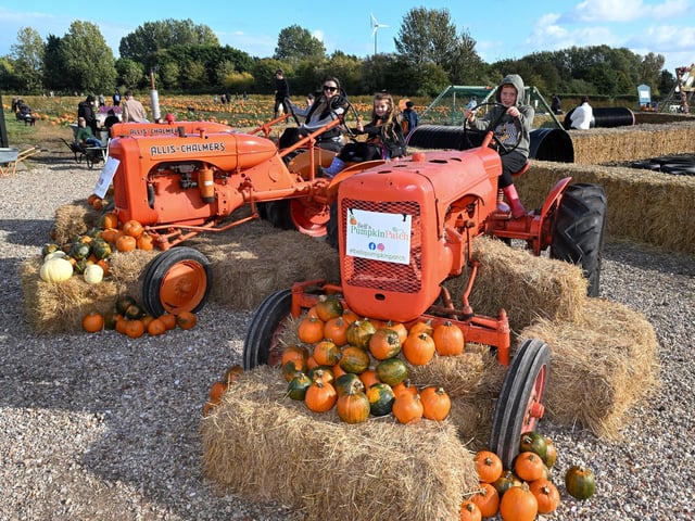 Three more visitors to the pumpkin patch.