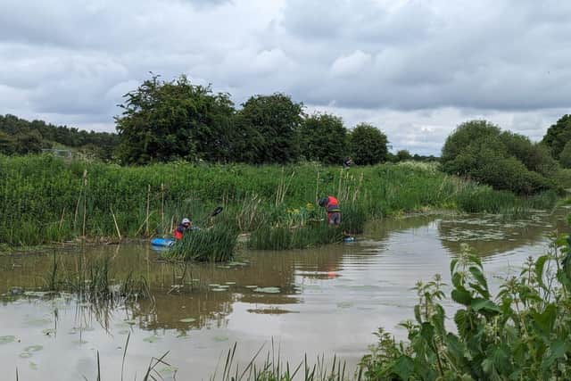 Removing pennywort from the catchwater drain