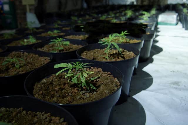 Around 700 seedling cannabis plants were found in an abandoned building