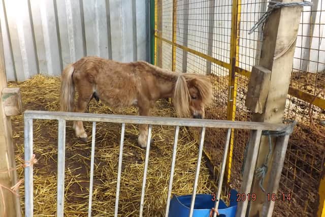 Davina Leedham has been convicted of two counts of causing unnecessary suffering to a total of 13 horses. Photo: RSPCA