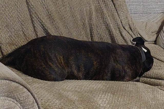 Alfie is missing from the Withern area - he has a white speck on the back of his neck