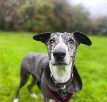 Charlie at Jerry Green Dog Rescue