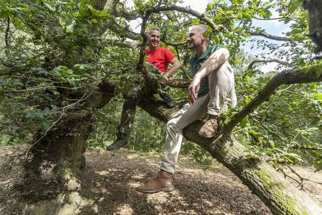 The 150-year-old oak - newly named Mr Silly Arms - has been named the UK’s perfect climbing tree.