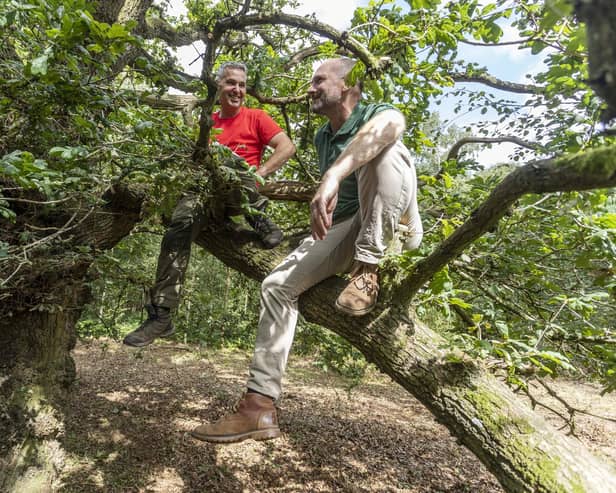 The 150-year-old oak - newly named Mr Silly Arms - has been named the UK’s perfect climbing tree.