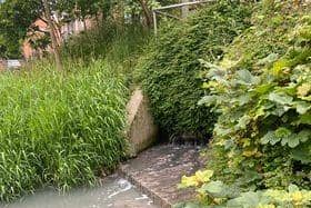 The sewerage in Louth canal. Photos supplied.