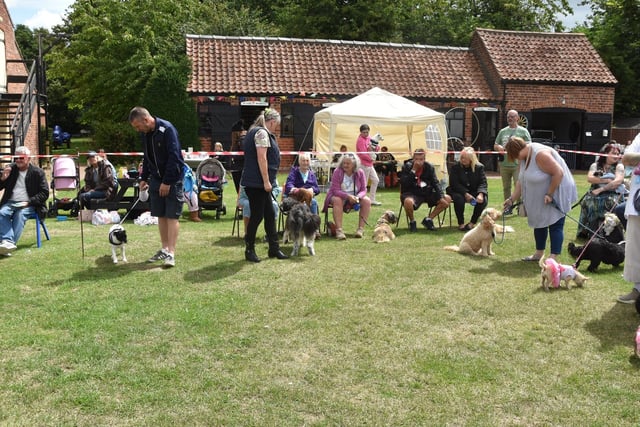 Pets line up for the judging.