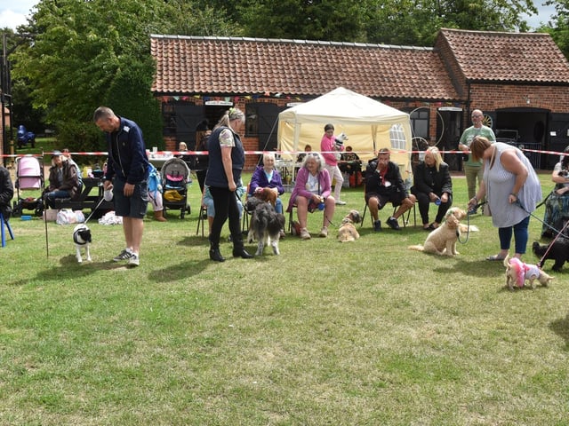 Pets line up for the judging.