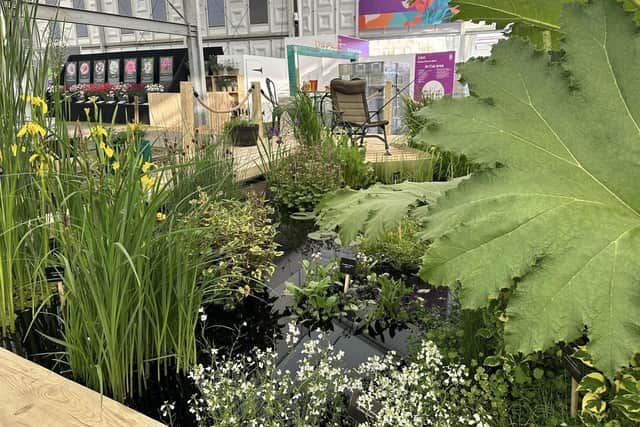 Lincolnshire Pond Plants's Chelsea Flower Show Gold Medal-winning pond display.