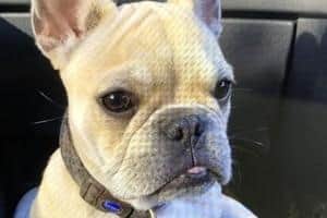 A French Bulldog has been stolen in Gainsborough