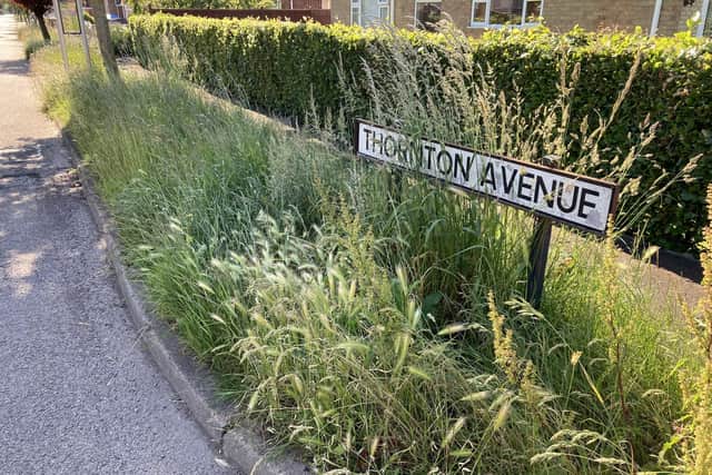 Neighbouring Thornton Avenue where the road sign is competing with the grass to be seen.