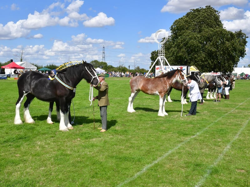 Heavy Horse parade