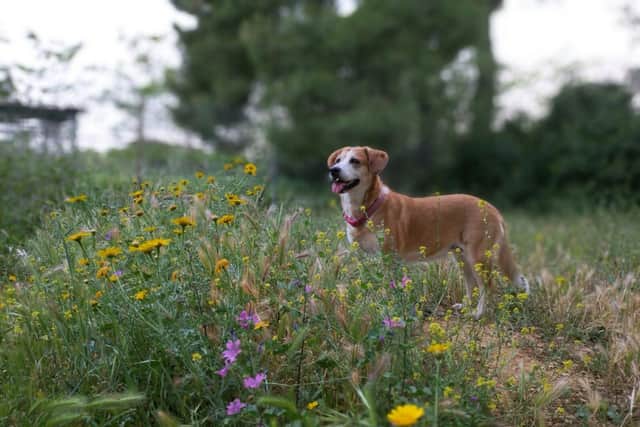 Pet owners urged to weigh their pets to avoid health crisis