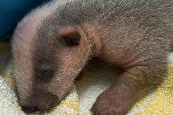 This tiny orphaned badger was found in Chambers Farm Woods