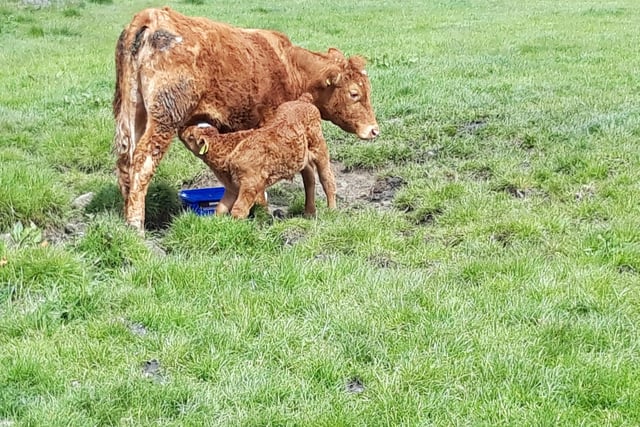 Andrew's Photography was in the right place at the right time to snap this calf feeding off its mother.