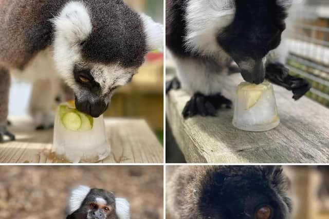 Birds and animals are keeping cool at Lincolnshire Wildlife Park.
