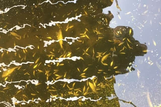 A close-up of the water showing a large number of dead fish.