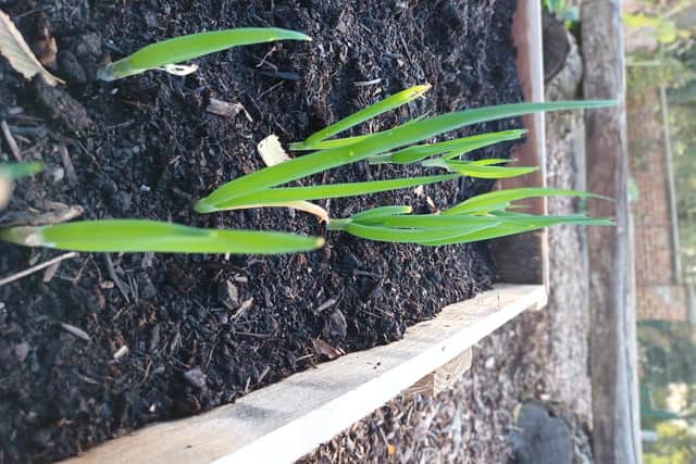 You can plant your spring onion scraps to grow your own.