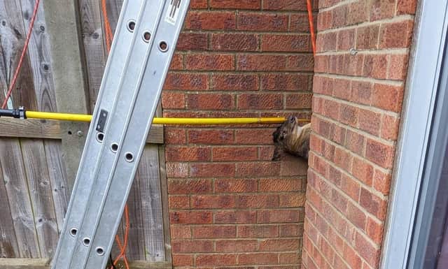 The deer being extracted from the gap in the wall. Photos: twitter.com/RSPCA_Frontline