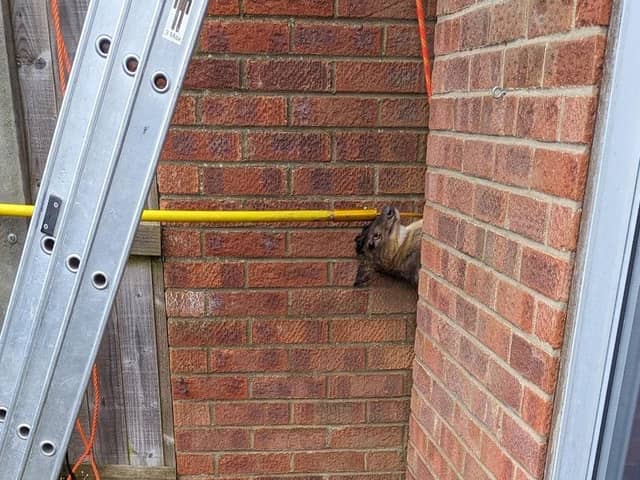 The deer being extracted from the gap in the wall. Photos: twitter.com/RSPCA_Frontline
