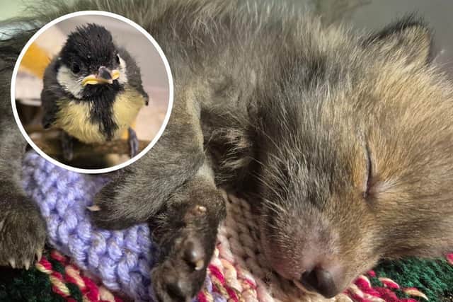 Some of the young animals taken into care at Wild Things Rescue this Spring.
