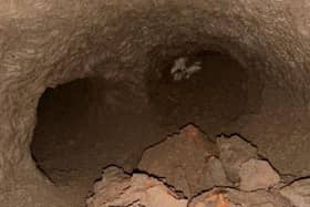 Further badger tunnels have been discovered under Seaholme Road. Photo: LCC