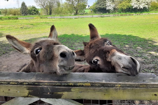 Lynda Blackshaw snapped this delightful close-up of two donkeys popping to say hello, taken in a field in the area.