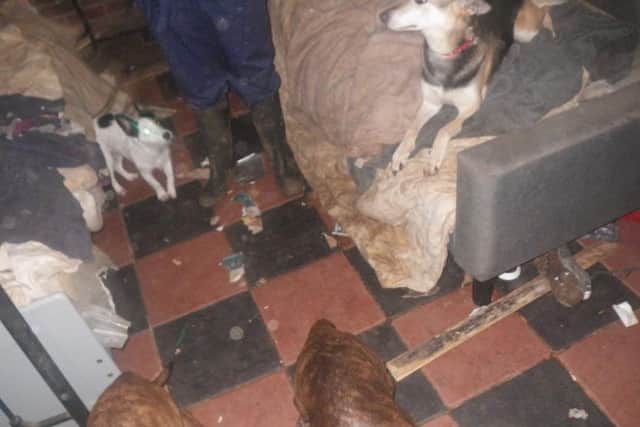 Another photograph released by the RSPCA.