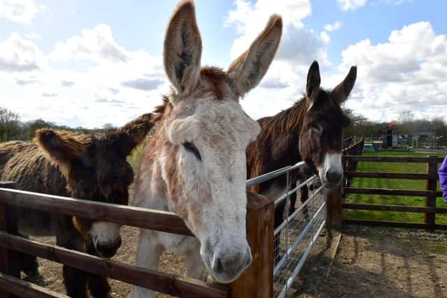 The donkeys are always pleased to welcome visitors, who are vital to the sanctuary's existence.