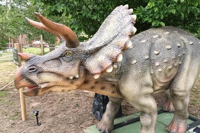 The mighty triceratops, also now at Ark, Stickney.