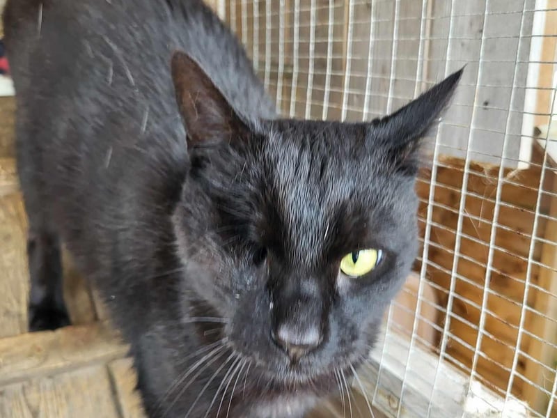 Smokey is 11 years old, and is described as a shy, but loving lad. Has been waiting over a year for his forever home but loves his food and head rubs, and might even give a nose boop or two when he gets to know you.
