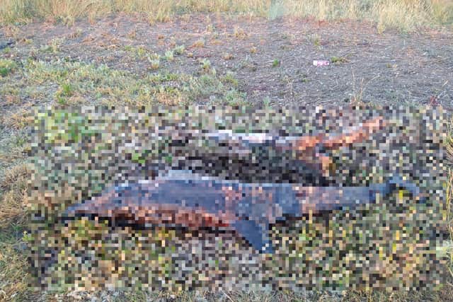 A pixelated photo shared with The Standard by Bartosz Fedkowicz, of Boston. An unaltered version is below.