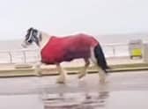 A horse broke loose before running amok on Blackpool Promenade (Credit: The Three Mouseketeers UK)