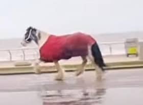 A horse broke loose before running amok on Blackpool Promenade (Credit: The Three Mouseketeers UK)