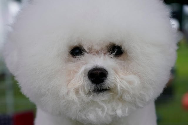 The bichon frise is a happy-go-lucky little dog, great for families with children or apartment living. This breed is a great all-around companion. Bichons are relatively easy to train, adapt well to any lifestyle, and only need moderate daily exercise to be happy and healthy.
