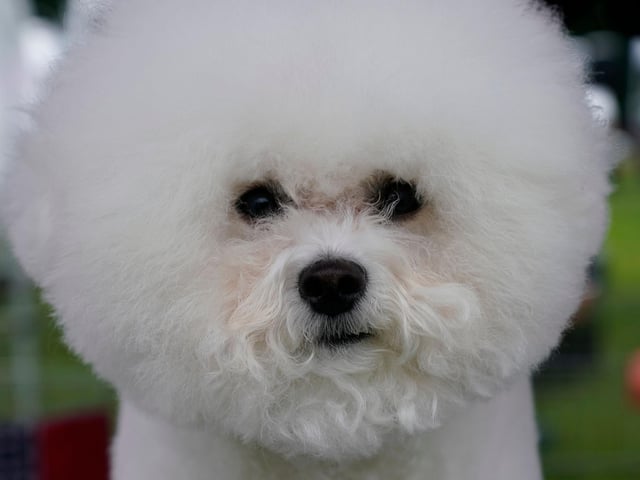 The bichon frise is a happy-go-lucky little dog, great for families with children or apartment living. This breed is a great all-around companion. Bichons are relatively easy to train, adapt well to any lifestyle, and only need moderate daily exercise to be happy and healthy.