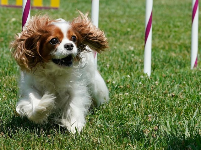 This gentle, affectionate Cavalier King Charles Spaniel is known for being adaptable and good with all sorts of people — from young children to the elderly. The Cav is very trainable and open with strangers. While they do need regular grooming and an average amount of exercise, they are overall a low-maintenance breed.