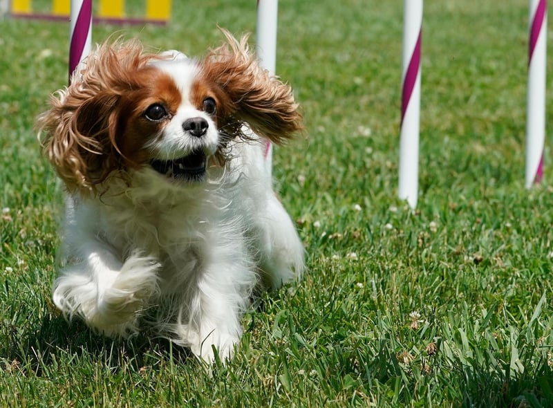 This gentle, affectionate Cavalier King Charles Spaniel is known for being adaptable and good with all sorts of people — from young children to the elderly. The Cav is very trainable and open with strangers. While they do need regular grooming and an average amount of exercise, they are overall a low-maintenance breed.
