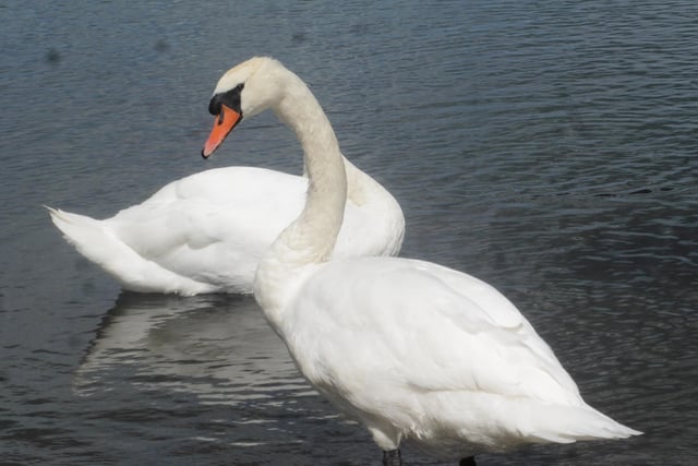 ​This charming photo of a swan getting into a bit of a flap was taken by Susan Robinson at King’s Mill Reservoir.