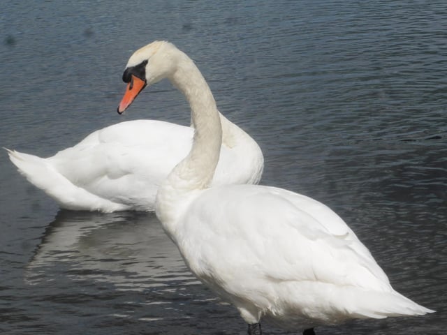 This charming photo of a swan getting into a bit of a flap was taken by Susan Robinson at King’s Mill Reservoir.