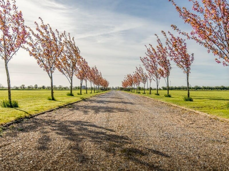 The driveway, flanked by Japanese flowering cherry trees.