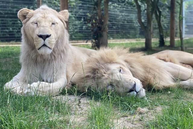 Lincolnshire Wildlife Park's white lion Uganda with his brother, Pascha.