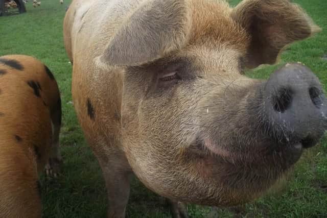 There was a chance to meet some of the care farm's animals when the open day was held.