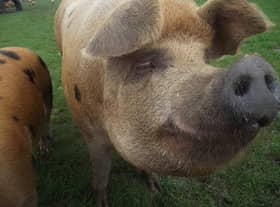 There was a chance to meet some of the care farm's animals when the open day was held.