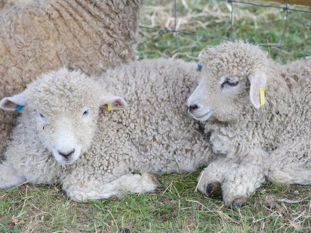 The Lincolnshire Show