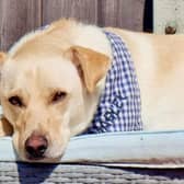 Marley, a four-year-old Golden Labrador-cross, is missing after he bolted from Sherwood Field in Mablethorpe.