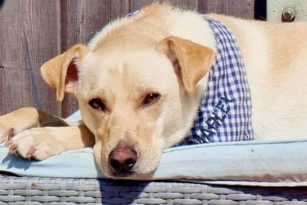 Marley, a four-year-old Golden Labrador-cross, is missing after he bolted from Sherwood Field in Mablethorpe.